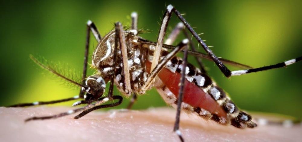 Cidades baianas registram epidemia de dengue e zika