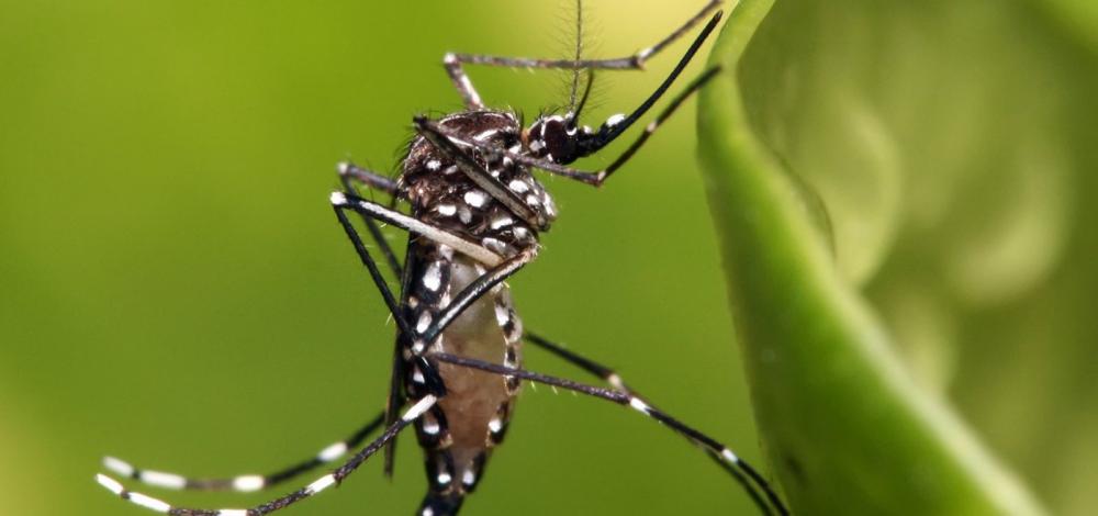 Com 14 mil casos suspeitos de dengue, Bahia vive risco de epidemia do Aedes aegypti