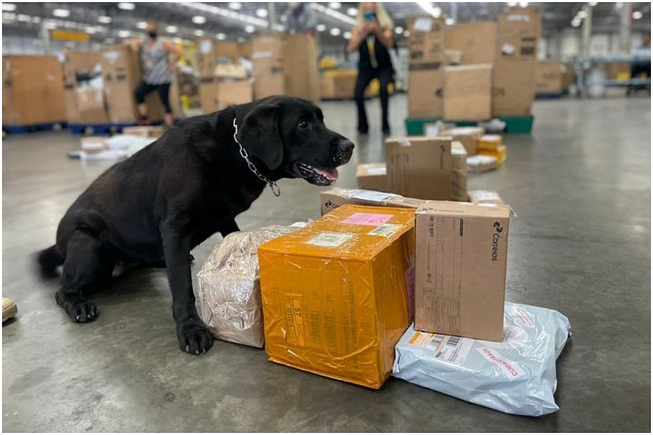 Cães farejadores encontram R$ 500 mil em drogas em encomenda dos Correios na Bahia