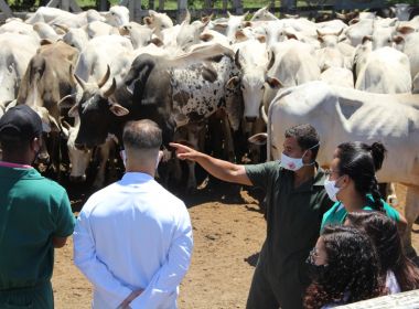 Alunos de Medicina Veterinária aprendem manejo reprodutivo de bovinos na escola UNIRB