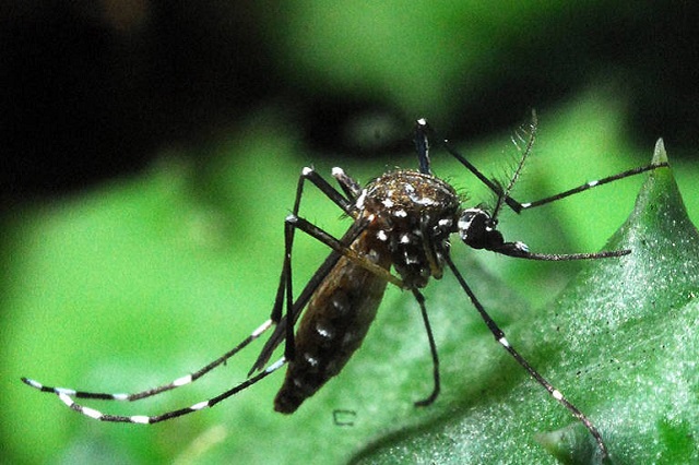 Dengue dispara no país, e reagente de testes se esgota