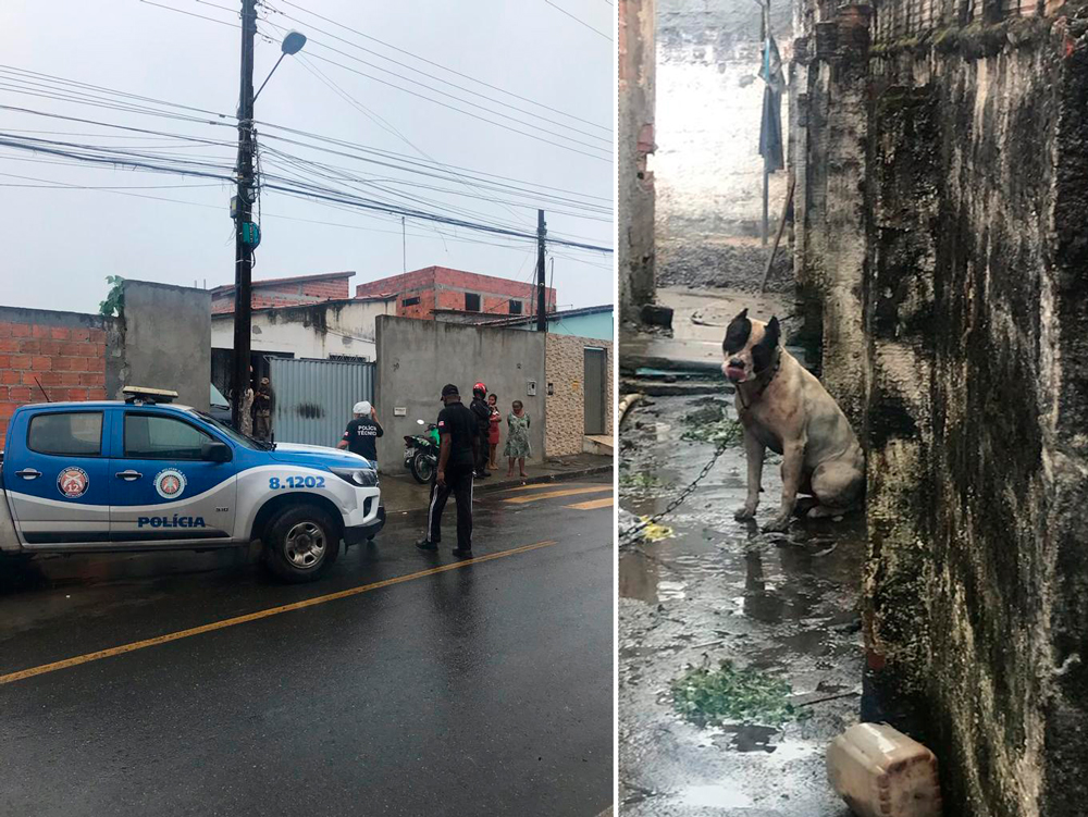 Homem morre após ser atacado por Pitbull que criava em Camaçari 