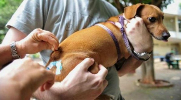 Prefeitura Dias d'Ávila segue com a Campanha de Vacinação Antirrábica Animal