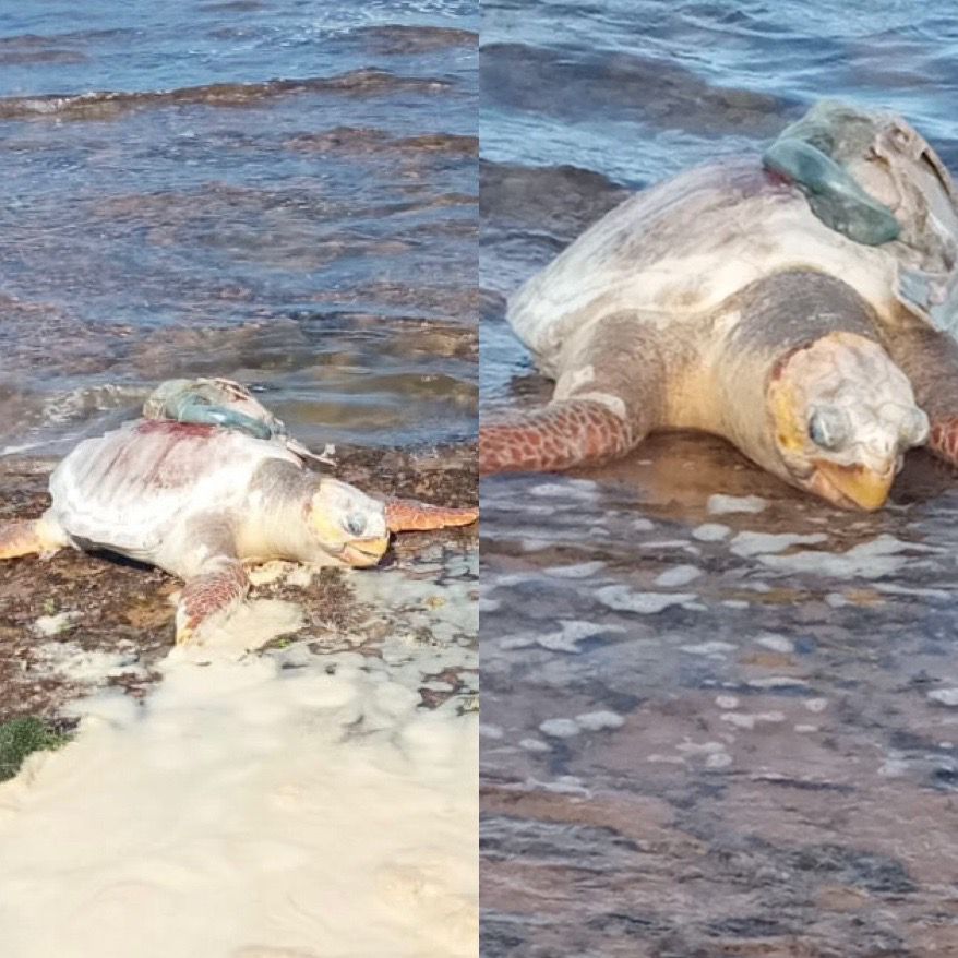 Tartaruga marinha é encontrada morta em Praia do Forte
