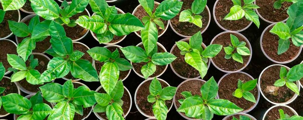 Prefeitura de Mata vai distribuir 15 mil mudas de maracujá para agricultores