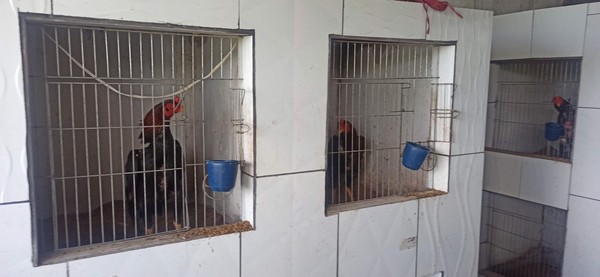 Polícia ambiental prende suspeitos de promover rinhas de galo em Dias d’Ávila