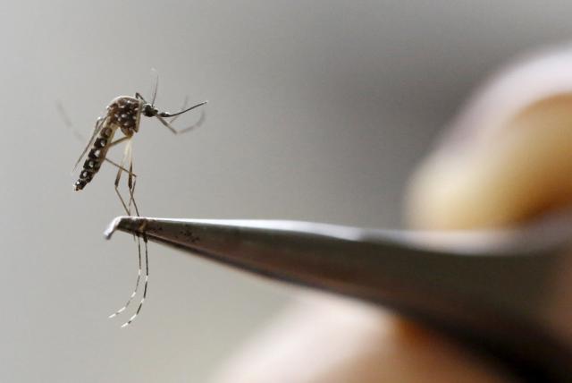 Brasil atinge maior número de óbitos por dengue desde 2019