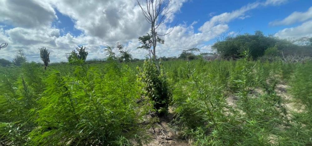 Câmara Municipal de Salvador aprova projeto que cria política para distribuição de cannabis medicinal através do SUS