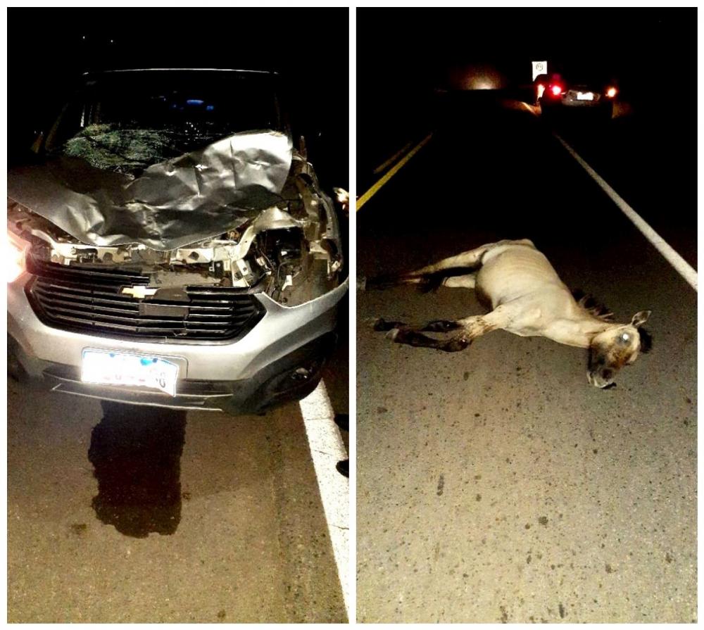 Taxista de Dias d'Ávila atropela cavalo no Entroncamento de Mata de São João 