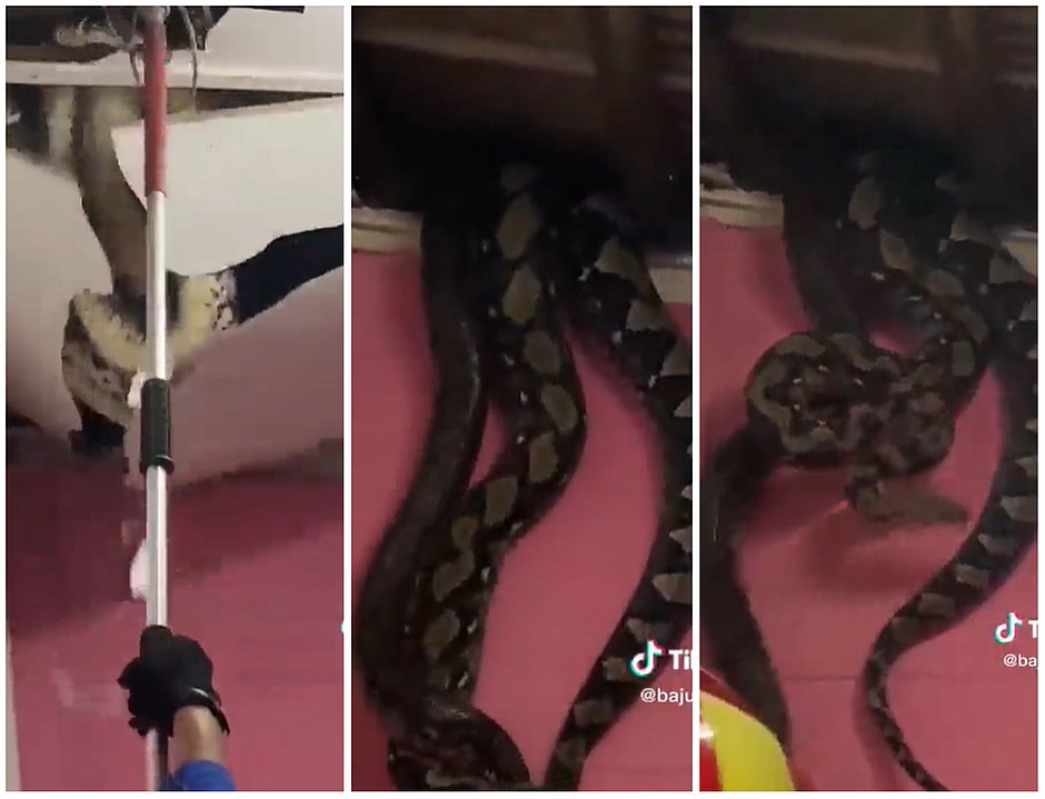 Vídeo de pítons gigantes caindo do teto viraliza e assusta web; assista