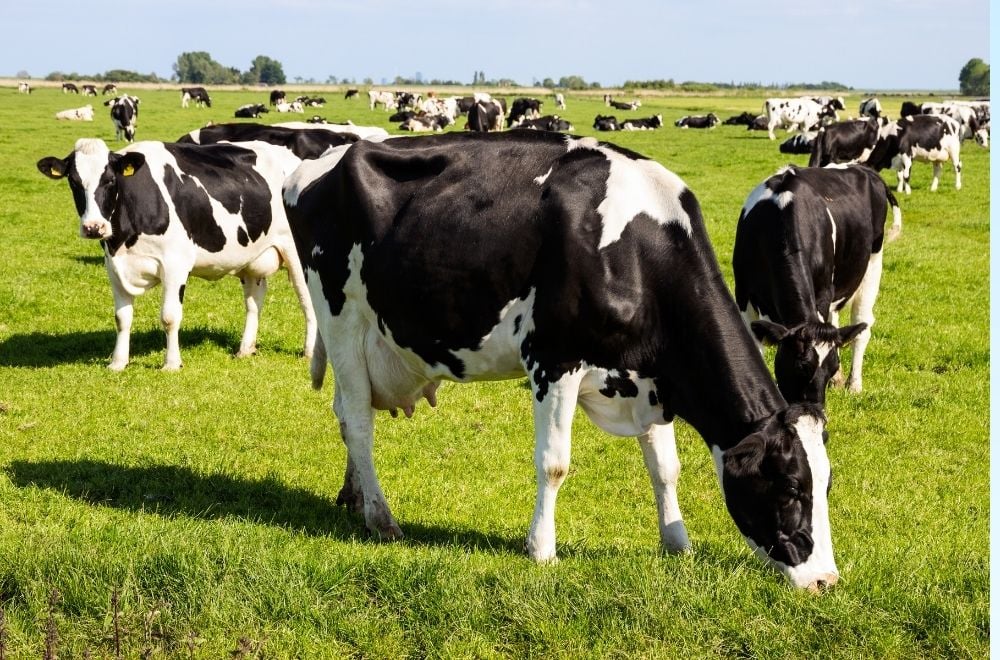 Vendas de carne bovina à China são suspensas após caso de vaca louca