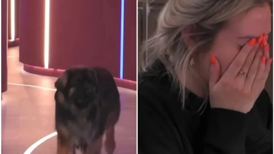 Big Brother da Holanda leva cachorro de confinada para casa e sister se desespera