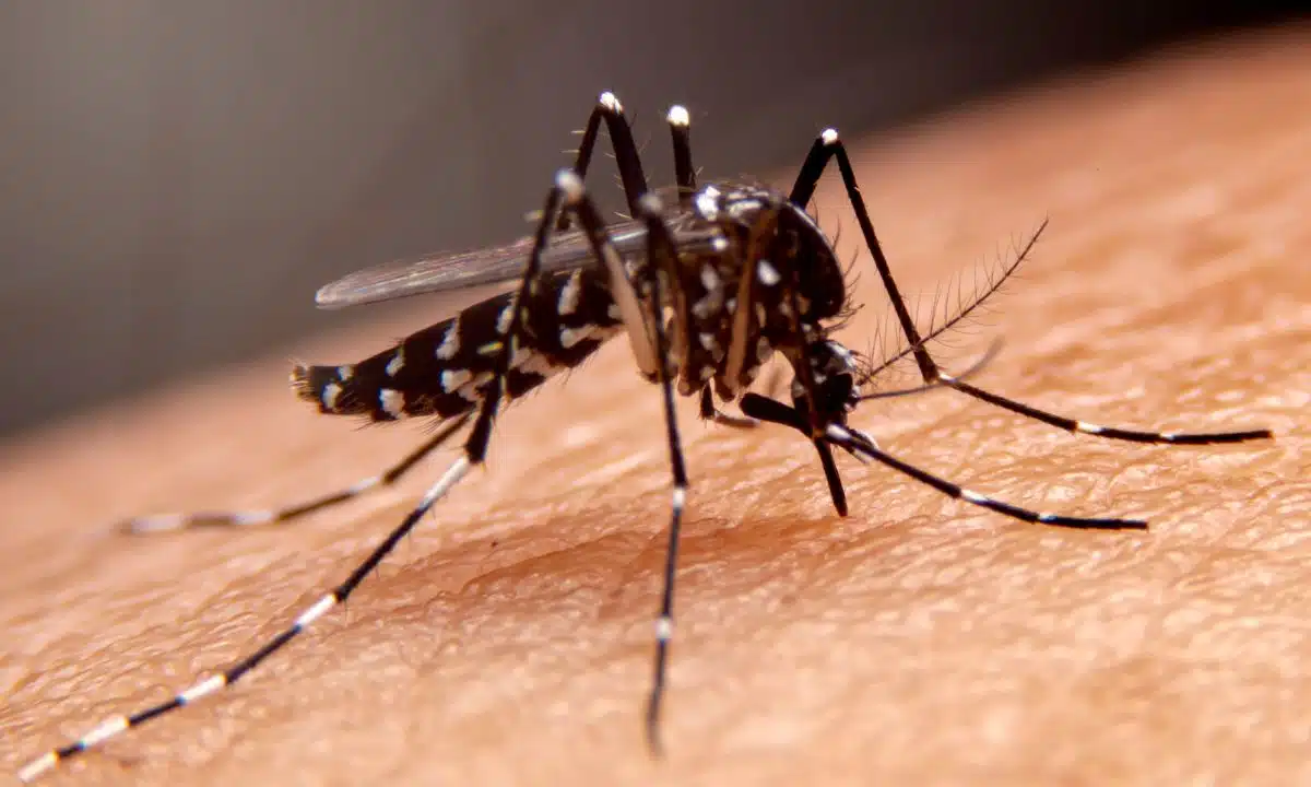 Casos de dengue aumentam na Bahia e cerca de sete mil ocorrências são registradas em 2023