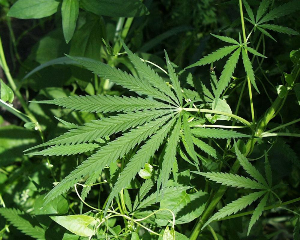 Bruno Reis sanciona lei que dá acesso à cannabis medicinal em Salvador