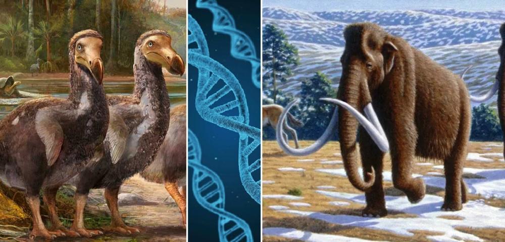 Deextinção! Estamos prestes a reviver dodôs e mamutes?
