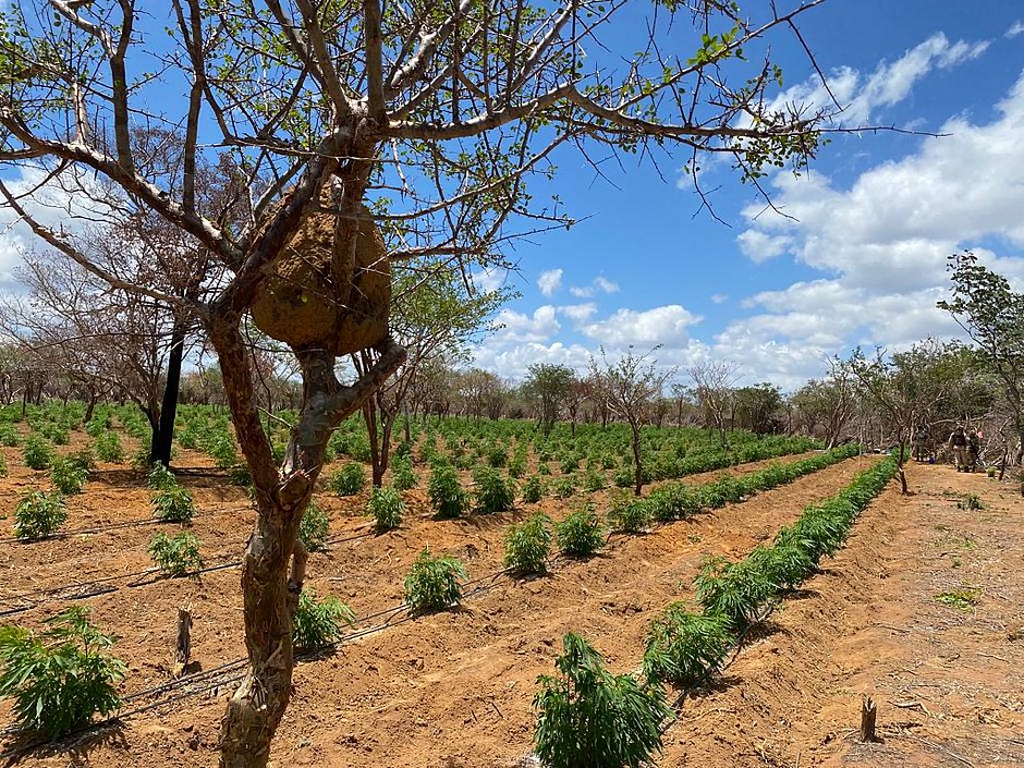 120 mil pés de maconha são incinerados pela polícia no Norte da Bahia