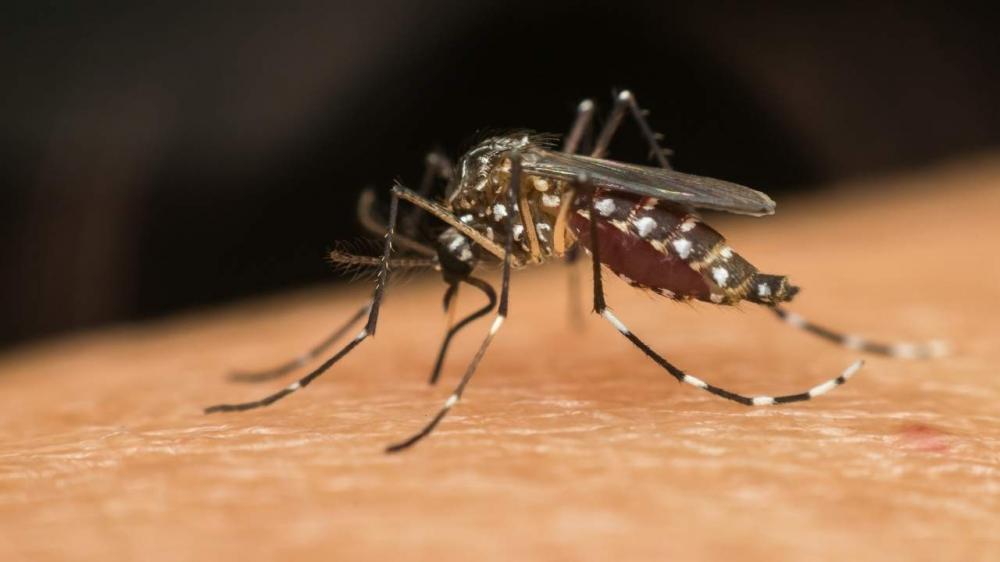 Aumento de casos eleva risco de epidemia de dengue na Bahia