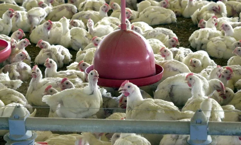 Governo suspende feiras de aves para evitar gripe aviária no país