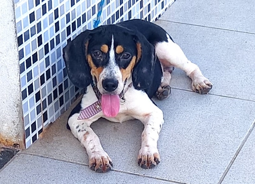 Família procura por cachorro que desapareceu há 5 dias em Pojuca