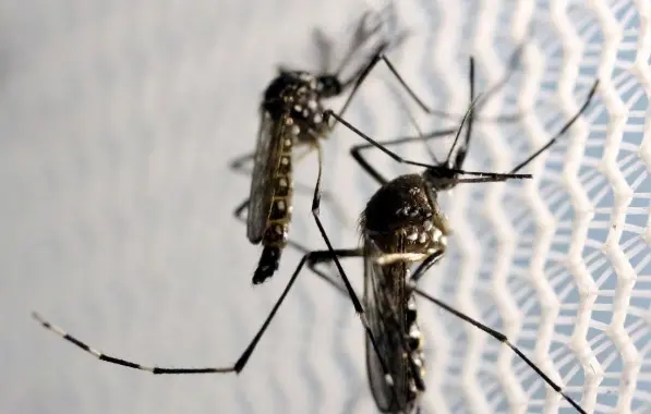 Casos de chikungunya crescem 50% no Brasil durante o primeiro trimestre de 2023