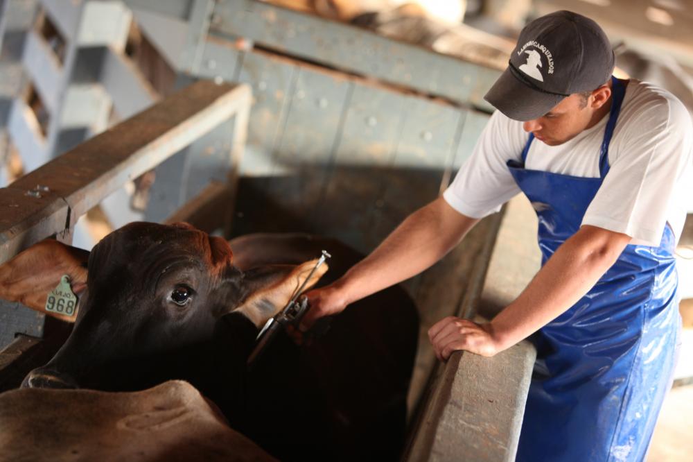 Bahia espera vacinar 12,5 milhões de animais contra a febre aftosa