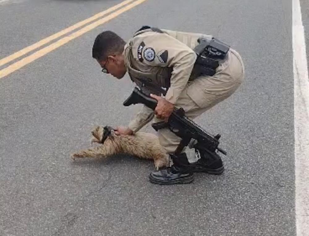 Polícia resgata bicho-preguiça em rodovia na Linha Verde, em Praia do Forte