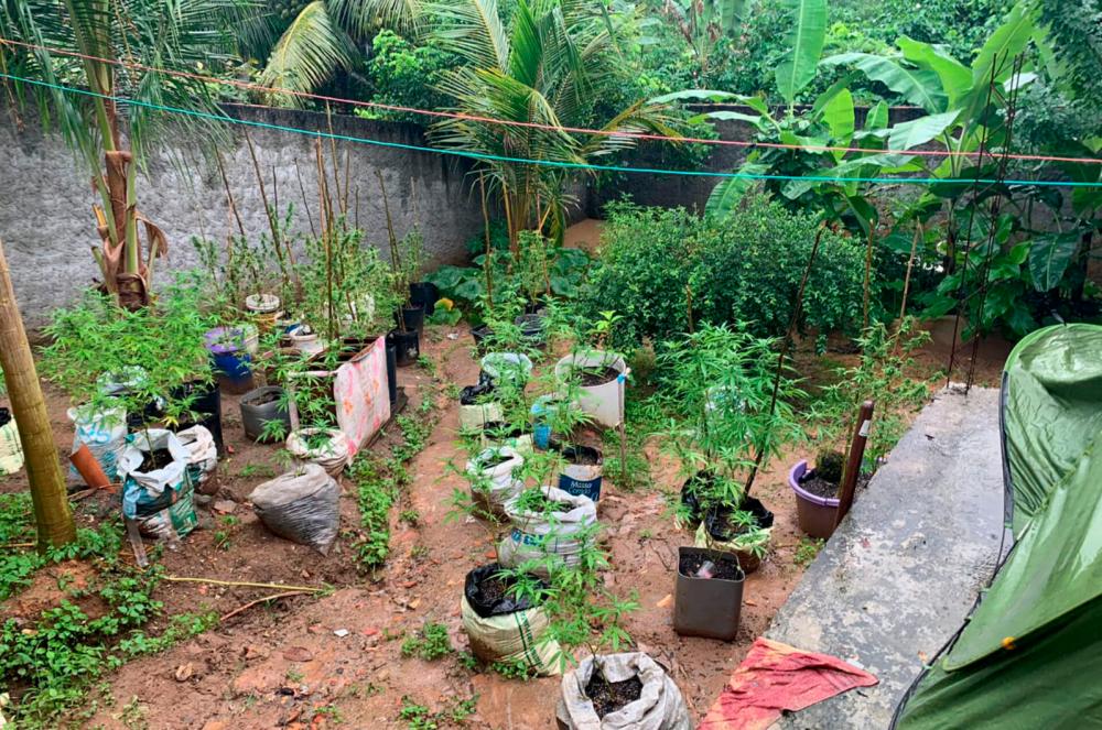 Mata de São João: PM encontra 61 pés de maconha em sítio de médica em Barro Branco 