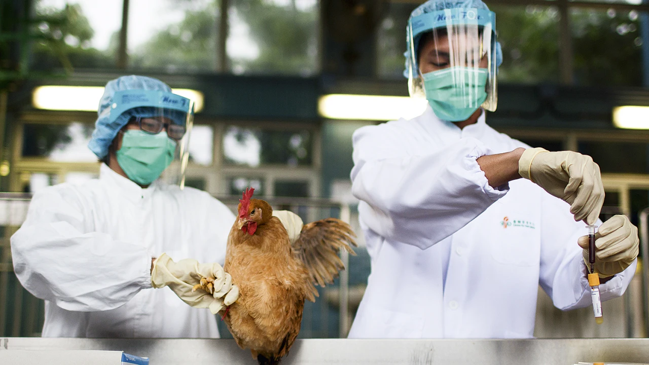Primeiro caso de gripe aviária é confirmado na Bahia; saiba onde