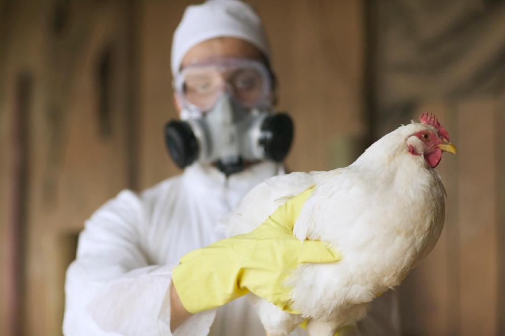 Ministério anuncia mais 5 ocorrências de gripe aviária no Brasil, número total eleva para 30