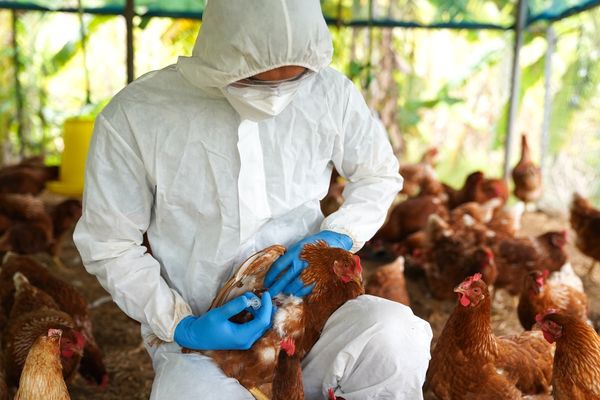 Gripe aviária: número de casos sobe para 57 no país