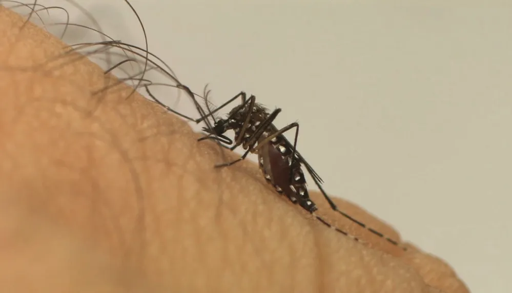 Quinta morte por dengue hemorrágica é confirmada na Bahia