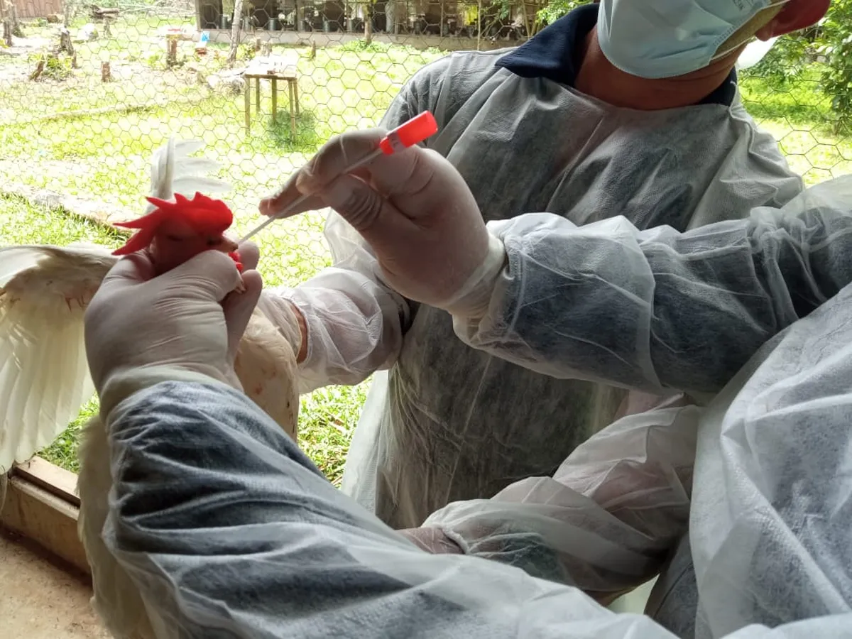 Ministério orienta estados a declararem emergência zoosanitária