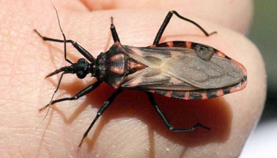 Surto por transmissão oral de doença de Chagas provoca alerta na Bahia