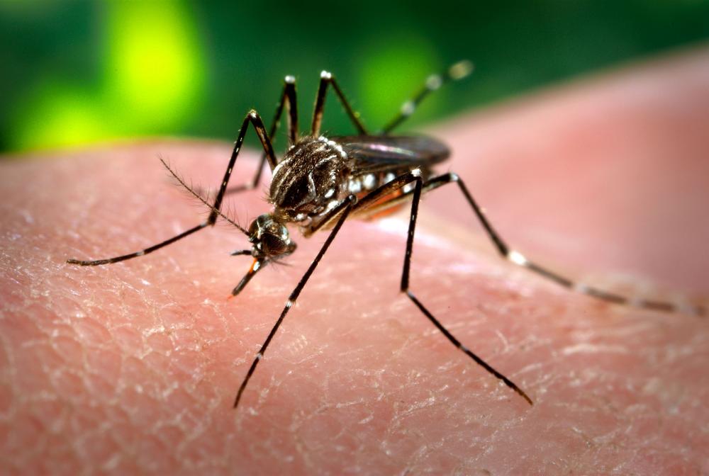 Em seis meses, Bahia registra mais de 35 mil casos de dengue