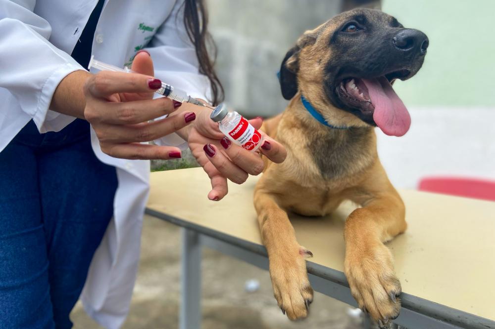 Dias d’Ávila dará início a Campanha de Vacinação Antirrábica animal nesta segunda