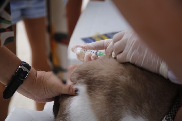 Mata de São João inicia campanha de vacina canina a partir desta segunda