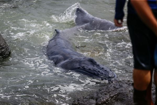 Filhote de baleia jubarte encalha na praia de Itapuã