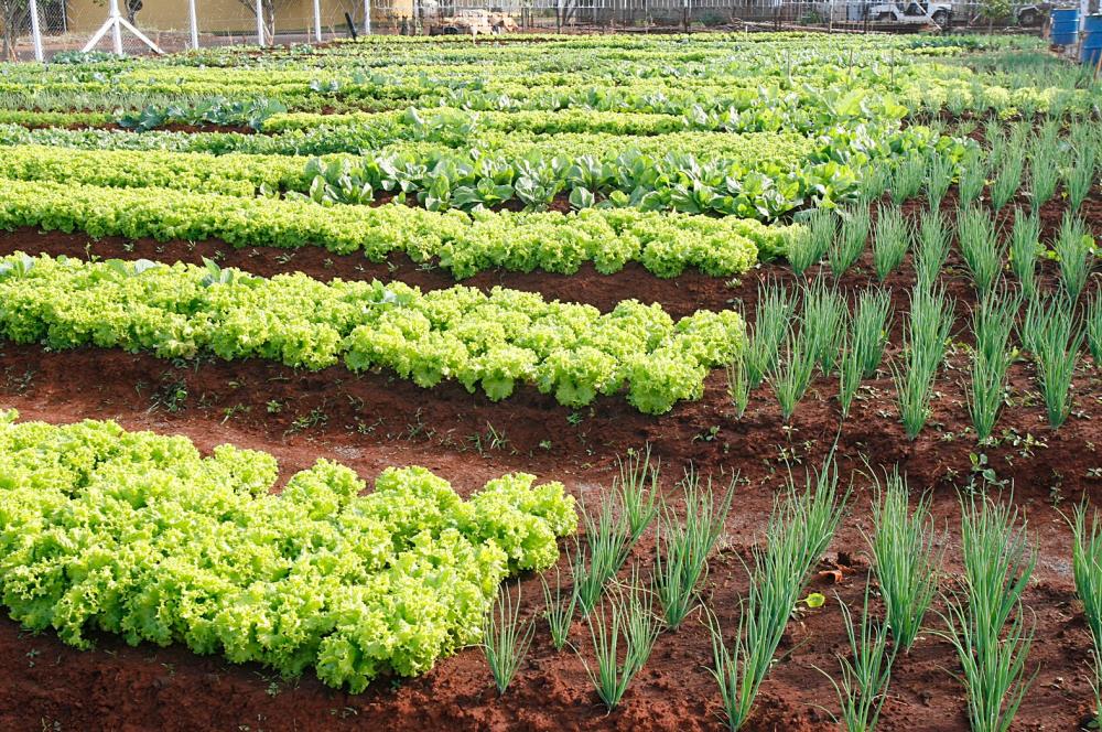Confira a lista de Classificados para o Curso de Horticultor de Pojuca 