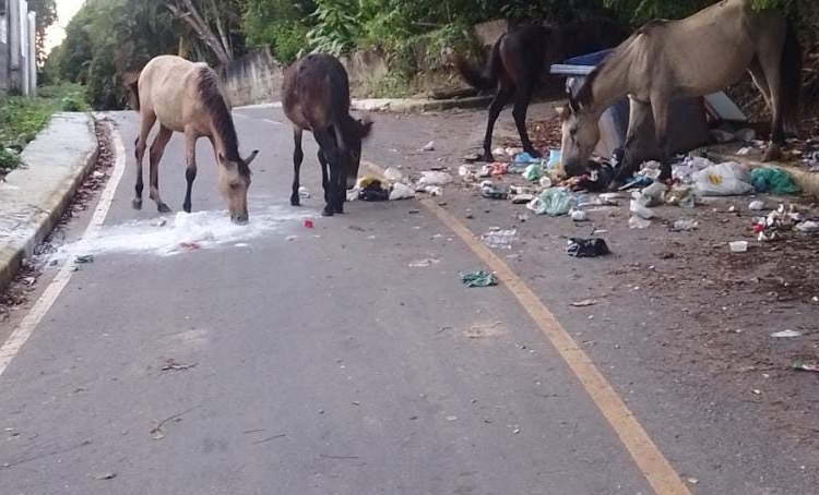 Moradores do litoral matense reclamam de animais soltos em vias públicas