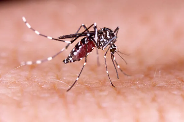 Salvador tem aumento de quase 700% em número de casos de dengue