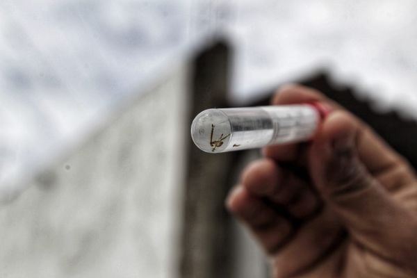 Notificações de zika vírus aumentam no país em relação a 2022