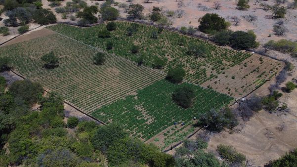 130 mil pés de maconha são encontrados em cidades da BA e PE