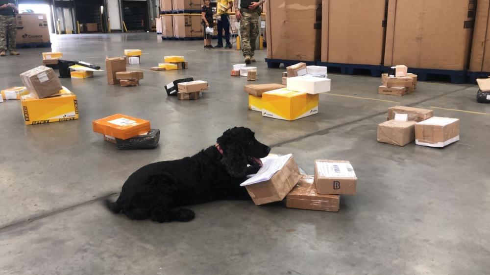 Feira de Santana: cadelas K9 encontram cocaína em encomenda dos Correios
