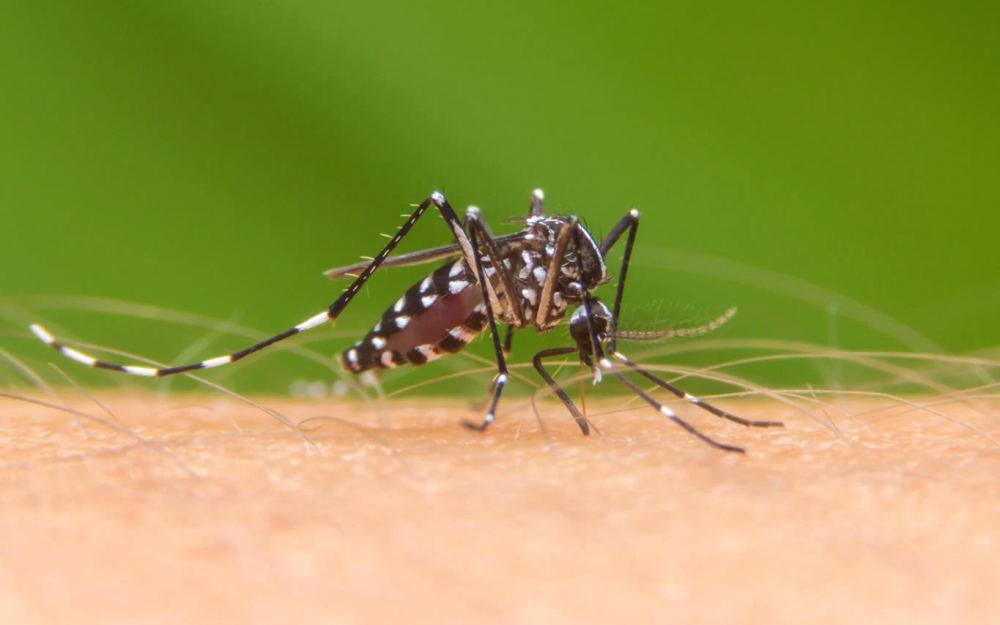 Clima quente acende alerta para epidemia de Dengue, Zika e Chikungunya