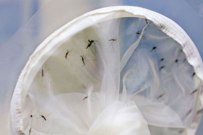 Casos de dengue no Brasil aumentam 17,5% em 2023 