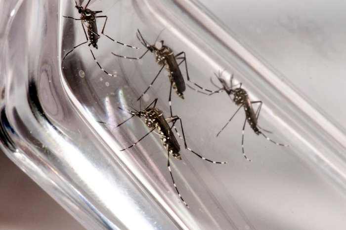 Mudanças climáticas podem agravar quadro de doenças como dengue e zika
