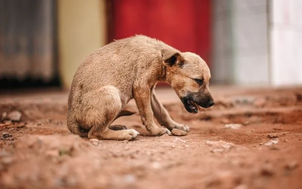 Motorista que atropelar animal e não comunicar terá que pagar multa de R$ 293, prevê projeto