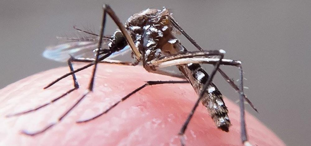 Casos de dengue e mortes podem bater recorde no Brasil em 2024