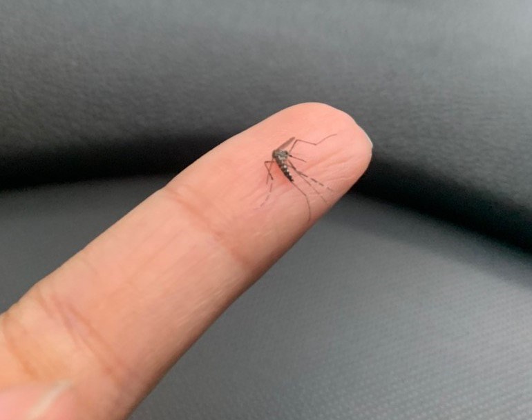 Distrito Federal pedirá apoio do Exército para combater a dengue