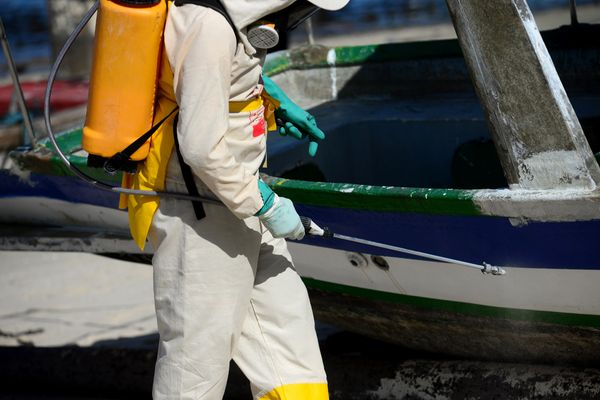 Distribuição da vacina contra a dengue começa na próxima semana